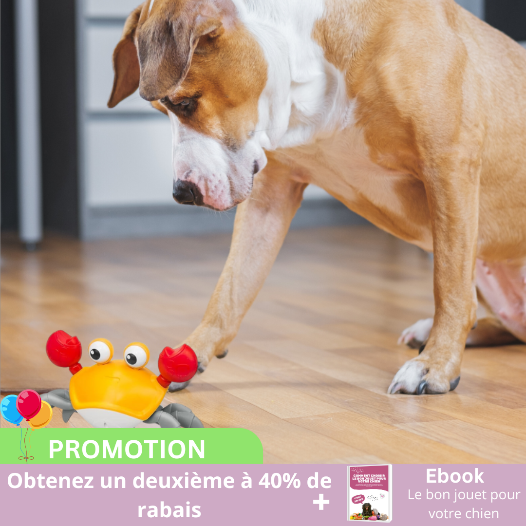 CRAB-ME™| jouet intéractif pour chien