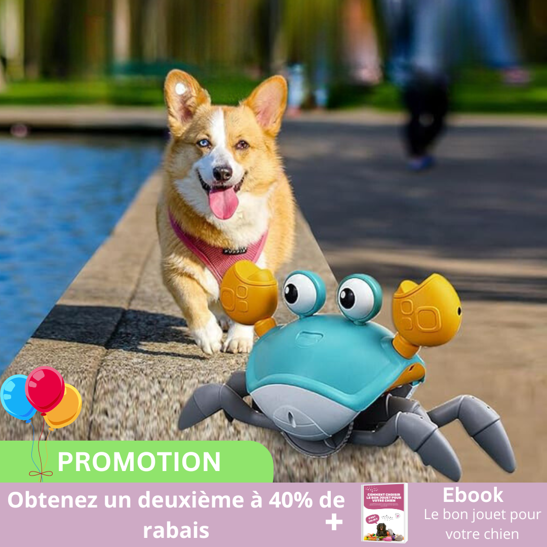 CRAB-ME™| jouet intéractif pour chien