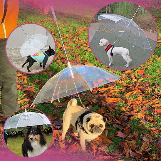 Le DOGGY-UMBRELLA™ parapluie pour animal de compagnie