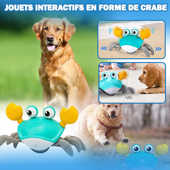 CRAB-ME™| jouet intéractif pour chien