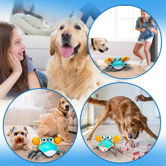 CRAB-ME™| jouet intéractif pour chien