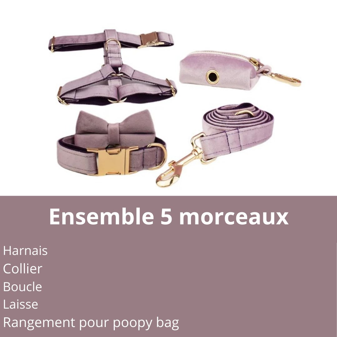 PURPLE CHIC™ kit de marche -harnais-laisse-collier-accesoires - Fashion boubou